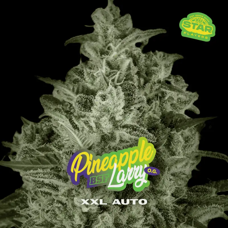 Pineapple Larry OG XXL Auto-X2 - Imagen 2