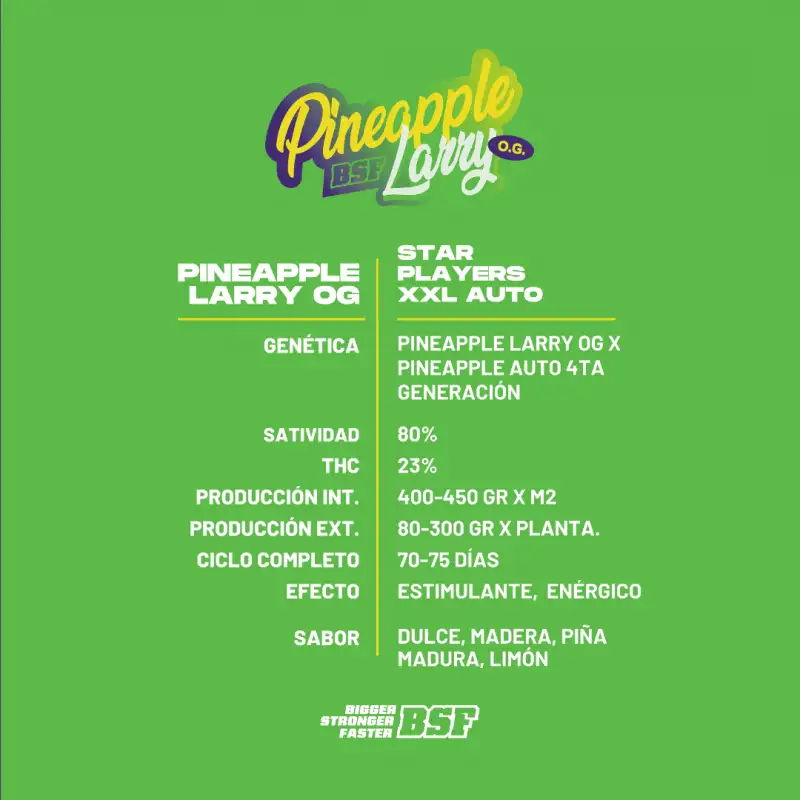 Pineapple Larry OG XXL Auto-X2 - Imagen 3