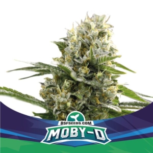 Moby-D XXL Auto – X2