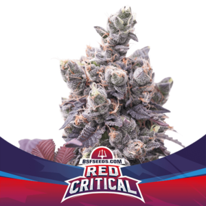 Red Critical Auto – X2