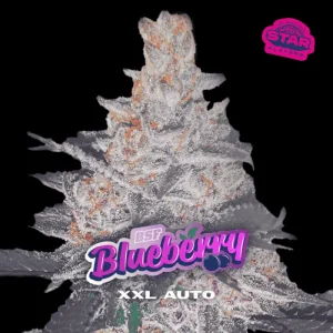 Blueberry XXL Auto-X2