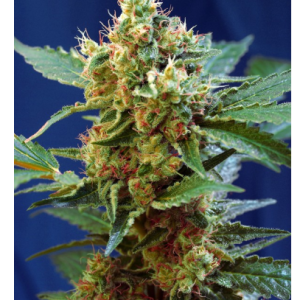 Cream Mandarine XL Auto