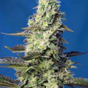 Green Poison XL Auto®