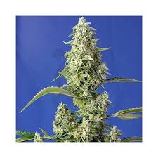 Gorilla Girl XL Auto®