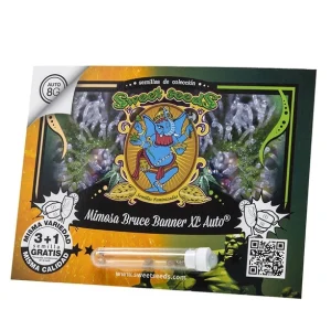 Mimosa (Clementine x Purple Punch) x Bruce Banner Auto®